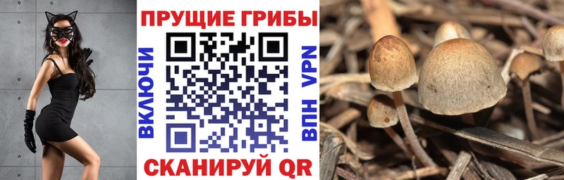 Галлюциногенные грибы MAGIC MUSHROOMS  наркота  Катав-Ивановск 